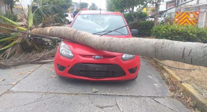 Frente frío No.28 arrasa con el sur de Veracruz, deja árboles caídos y varias afectaciones viales