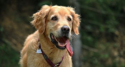 ¿Qué pasa si tu perro saca mucho la lengua? Te sorprenderás con la respuesta