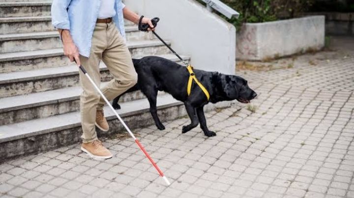 Proponen crear la Ley Estatal para el uso de "perros guía"