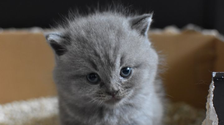 ¡Toma nota! ¿Cada cuánto debo cambiar el arenero a mi gato?