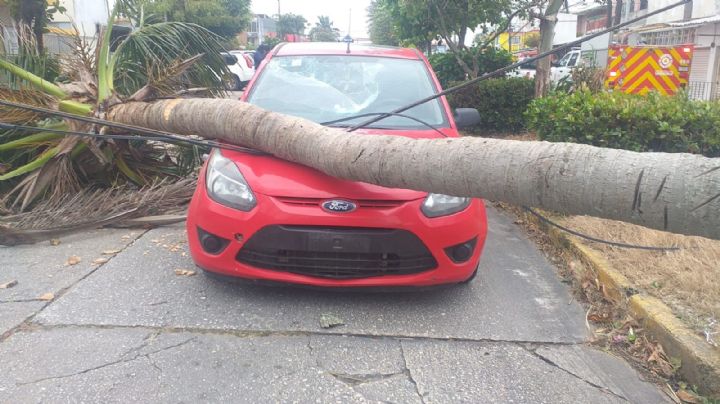 Frente frío No.28 arrasa con el sur de Veracruz, deja árboles caídos y varias afectaciones viales