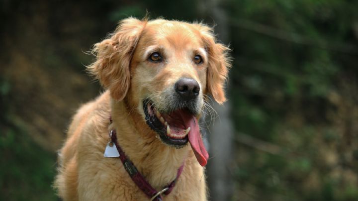 ¿Qué pasa si tu perro saca mucho la lengua? Te sorprenderás con la respuesta