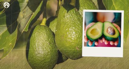 ¿Qué significa la palabra aguacate? No te lo querrás comer al saber