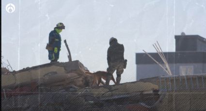 Cruz Roja de México da todo en Turquía por salvar vidas... y un perrito mexicano ya está herido