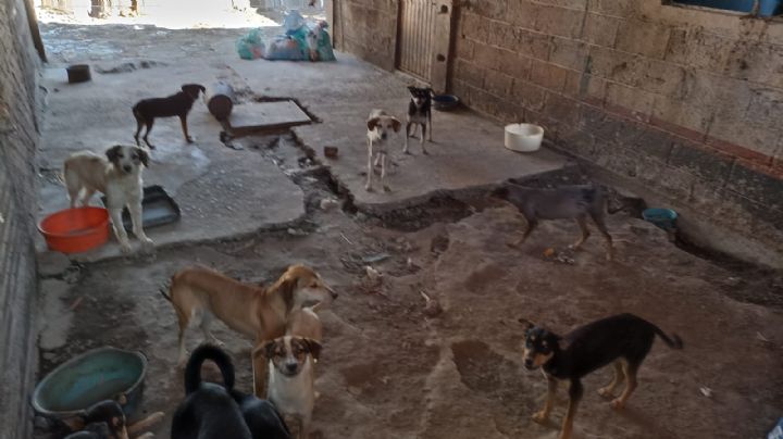 (VIDEO) Caníbal de perritos: Supuesto 'cuidador' maltrataba y sacrificaba lomitos para su consumo