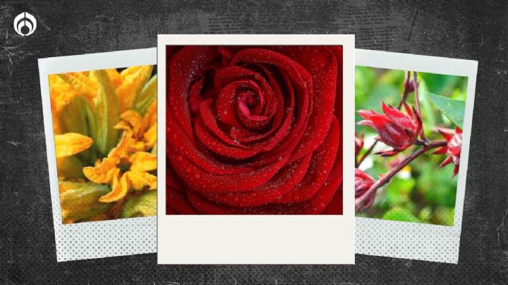 5 flores que te puedes comer y quizá no lo sabías