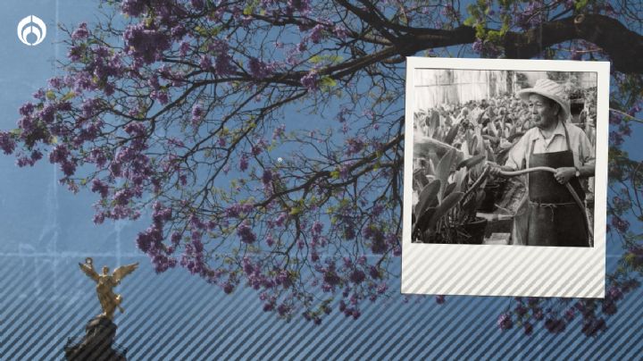 La conmovedora historia del jardinero japonés que trajo a México las jacarandas