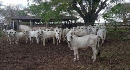 Querétaro sufre una de las peores sequías de los últimos tiempos