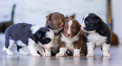 ¿Cada cuánto debo desparasitar a mi perro? Conoce la respuesta