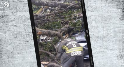 Vientos en CDMX: reportan 2 personas heridas tras caída de árbol en la alcaldía Cuauhtémoc