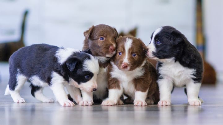 ¿Cada cuánto debo desparasitar a mi perro? Conoce la respuesta