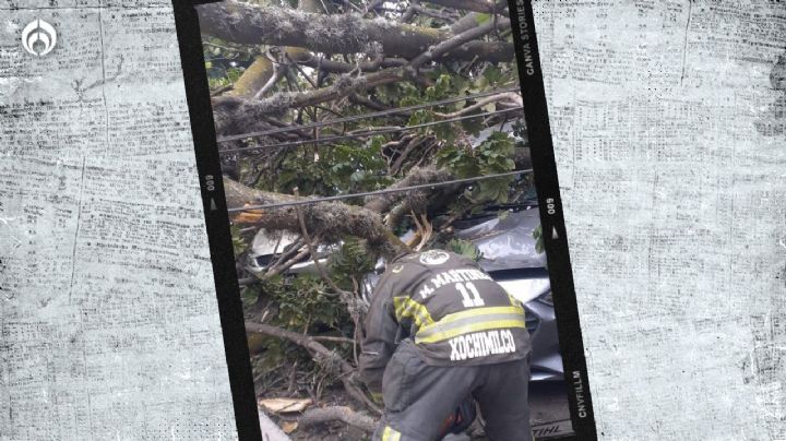 Vientos en CDMX: reportan 2 personas heridas tras caída de árbol en la alcaldía Cuauhtémoc