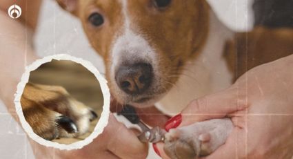 Perritos: así debes cuidar las uñas de tu 'lomito'