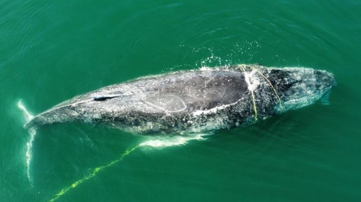 (FOTOS) Histórico rescate en el Mar de Cortés: desenmallan a 2 ballenas jorobadas en BCS