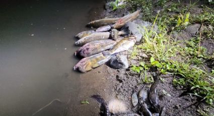 (VIDEO) Tragedia ambiental en Jamapa: cientos de peces muertos resultado de la contaminación