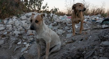 ¿Encontraste un perrito o gatito en la calle? 5 pasos para rescatarlo y darlo en adopción