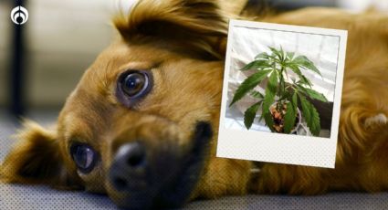 Perritos: la UNAM advierte que puede morir si se come… tu mariguana