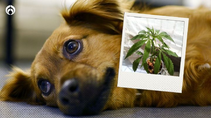 Perritos: la UNAM advierte que puede morir si se come… tu mariguana