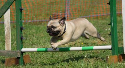 Perritos: ¿qué significa que mi 'lomito' tenga pedigrí?