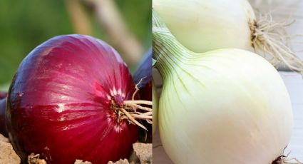 ¿Cuál es la diferencia entre la cebolla morada y la blanca? Te sorprenderá la respuesta