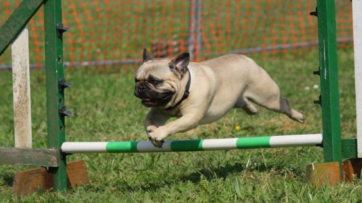 Perritos: ¿qué significa que mi 'lomito' tenga pedigrí?