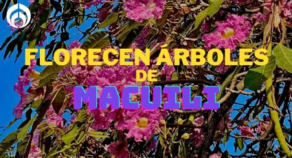 Primavera en Villahermosa: Macuilis cubren de un bello rosa a la ciudad