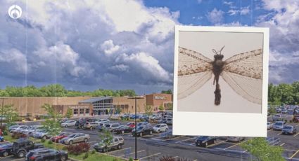 ¡Jurassic Walmart! Descubren insecto gigante de la era de los dinosaurios en tienda