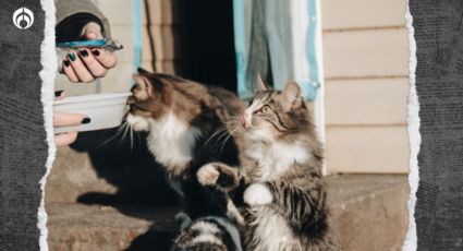 Gatitos: ¿cada cuánto les debes dar sobre de comida, según expertos?