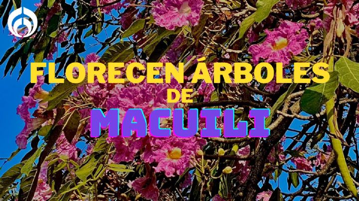 Primavera en Villahermosa: Macuilis cubren de un bello rosa a la ciudad