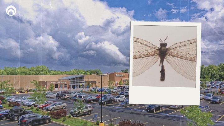 ¡Jurassic Walmart! Descubren insecto gigante de la era de los dinosaurios en tienda