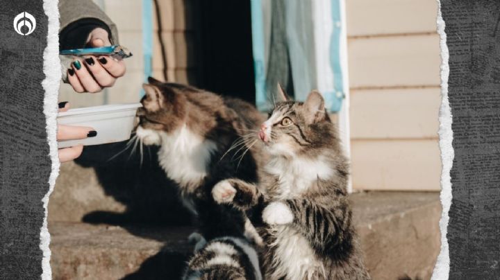 Gatitos: ¿cada cuánto les debes dar sobre de comida, según expertos?