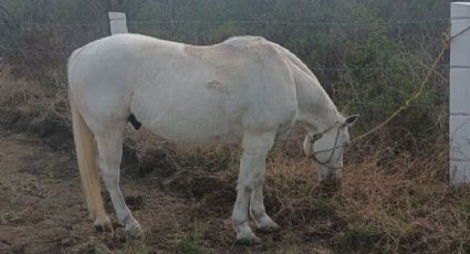 Roban caballos y venden su carne a taqueros en Nuevo León