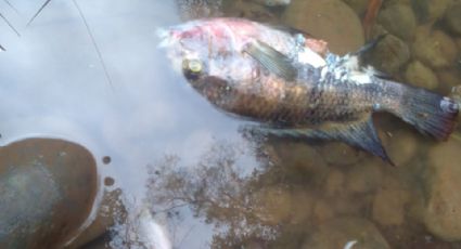 (VIDEO) Arroyo de aguas negras causa muerte de peces del río Jamapa