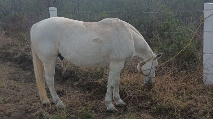 Roban caballos y venden su carne a taqueros en Nuevo León