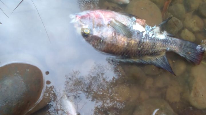 (VIDEO) Arroyo de aguas negras causa muerte de peces del río Jamapa