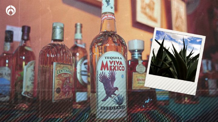 ¿Qué es un espíritu y por qué el tequila reposado es el mejor del mundo?