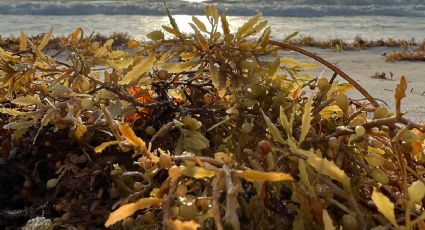 Puerto Morelos se prepara con barreras anti sargazo y limpieza de playas