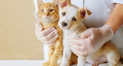 Perritos y gatitos: Con la vacunación puedes salvar a tu mascota de estas enfermedades