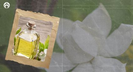 Perfume de gardenias: ¿qué marcas lo venden y por qué es famoso?