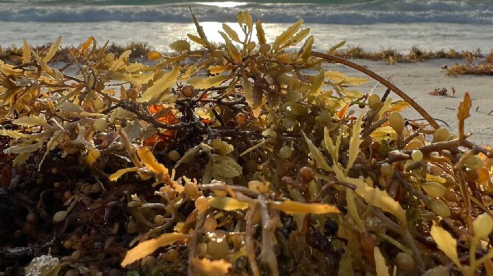 Puerto Morelos se prepara con barreras anti sargazo y limpieza de playas