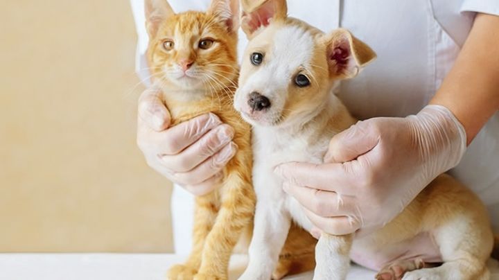 Perritos y gatitos: Con la vacunación puedes salvar a tu mascota de estas enfermedades