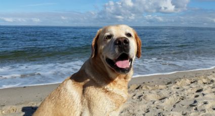 Perritos: así debes cuidar a tu 'lomito' si lo llevas a la playa