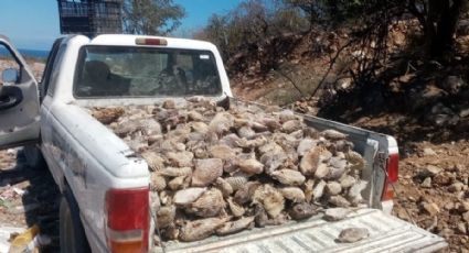 (FOTOS) Tortugas y más de 6 mil peces muertos por barcos camaroneros en Cabo del Este