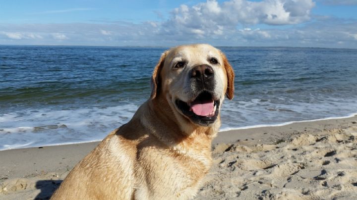 Perritos: así debes cuidar a tu 'lomito' si lo llevas a la playa