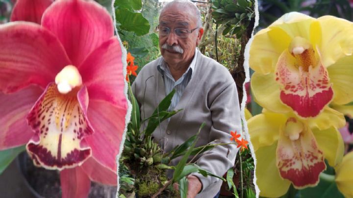 El museo más grande de orquídeas de Latinoamérica para los amantes del turismo de naturaleza