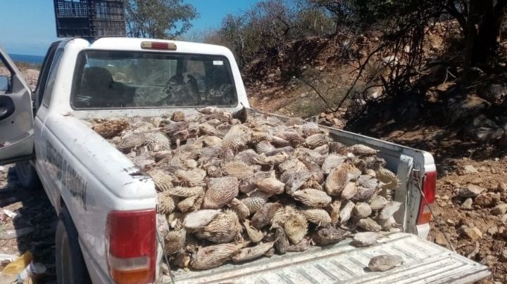 (FOTOS) Tortugas y más de 6 mil peces muertos por barcos camaroneros en Cabo del Este