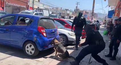 (VIDEO) Así interviene un agente canino de la policía estatal para la detección de droga