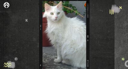 Esto tienes que saber si quieres un gato angora turco