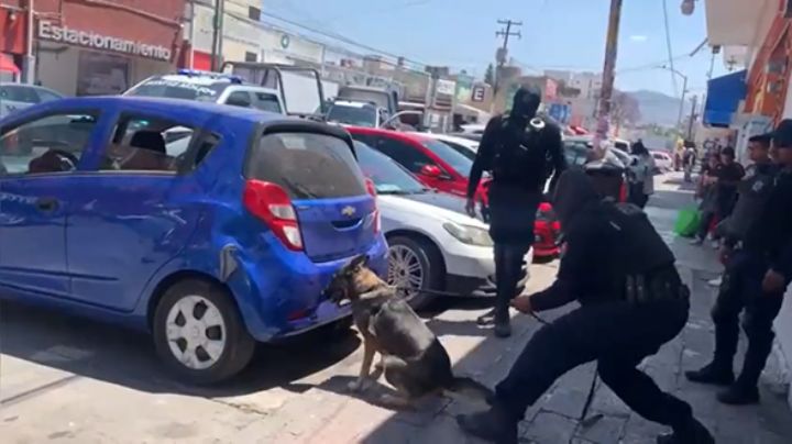 (VIDEO) Así interviene un agente canino de la policía estatal para la detección de droga