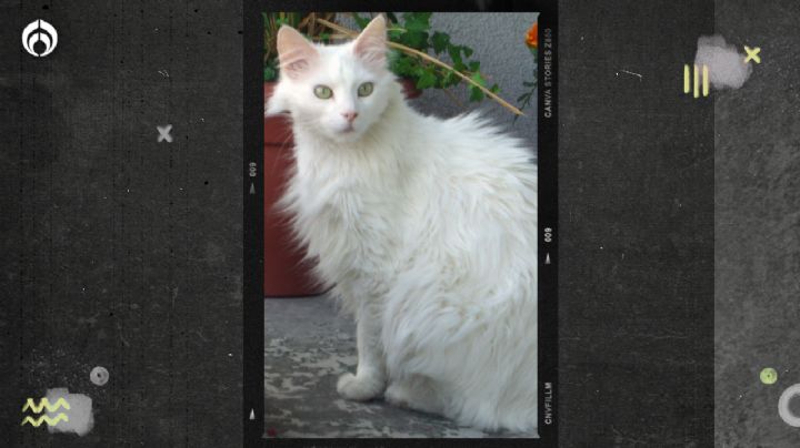 Esto tienes que saber si quieres un gato angora turco